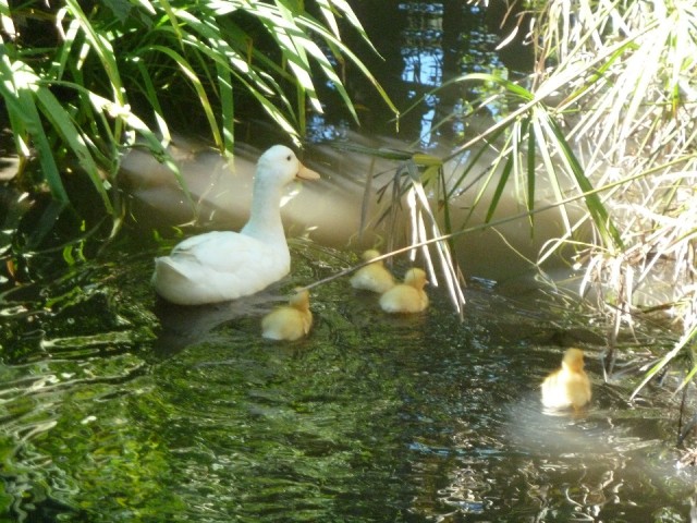 in de tuin van het hotel in havelock