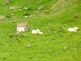 Vreemde schapen