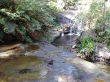 Leura, mooi natuurgebied van de Blue Mountains