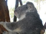 de Koala, onze favoriet onder de dieren