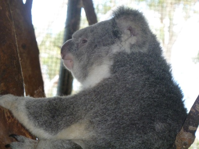 de Koala, onze favoriet onder de dieren