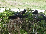 duizenden broedende vogels