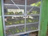voorraad fruit om het ijs te maken