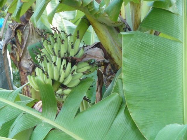 P1040413