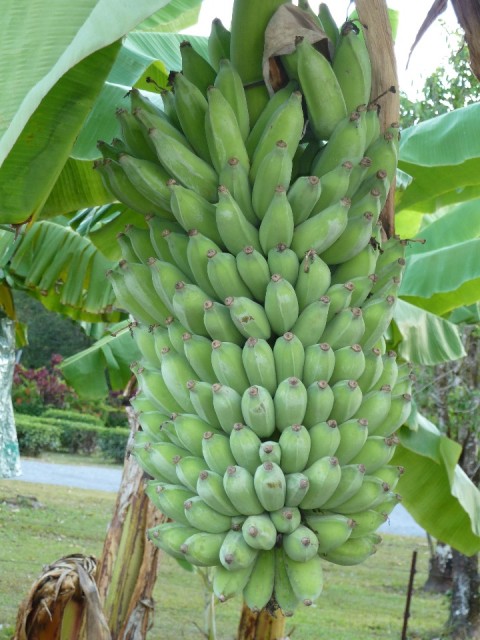 P1040416