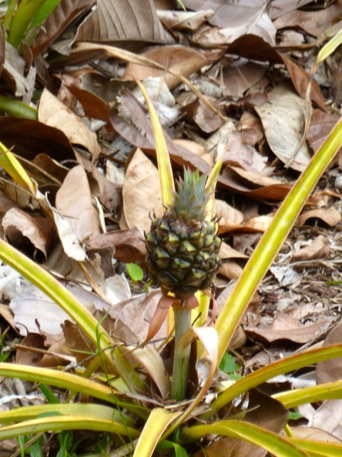 P1040483