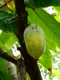 Cacao