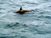 Orca op jacht