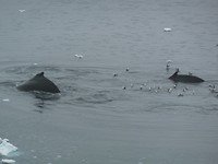 Bellenblazende Humpback Wales