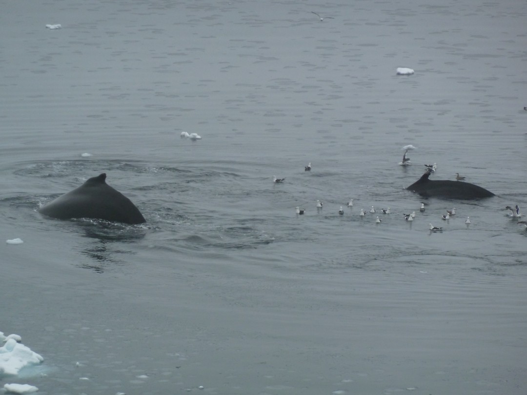 Bellenblazende Humpback Wales