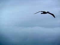 Albatros
