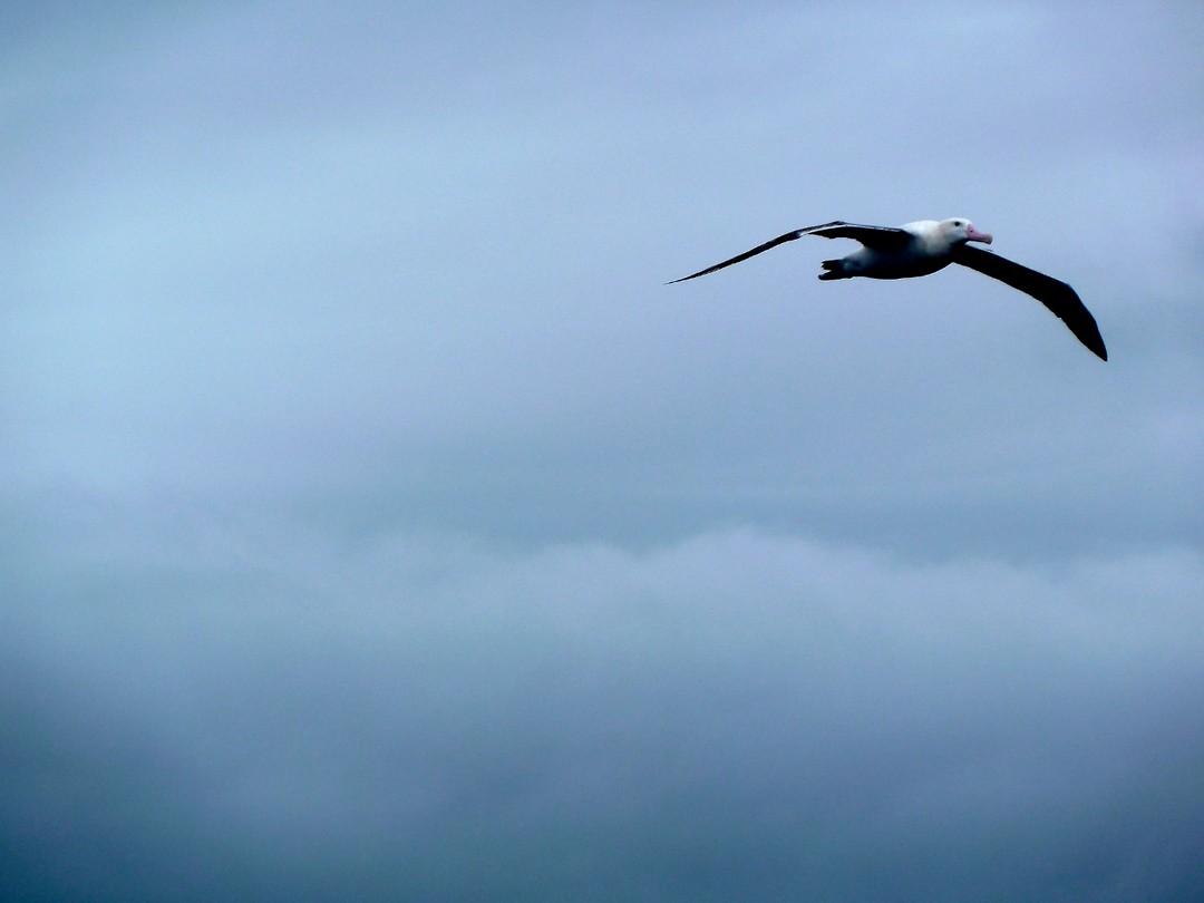 Albatros