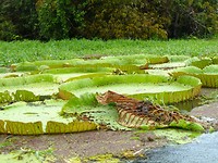 P1060931