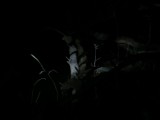 IMG_0342
