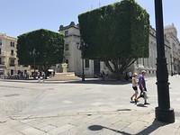 Vierkante bomen in Sevilla!