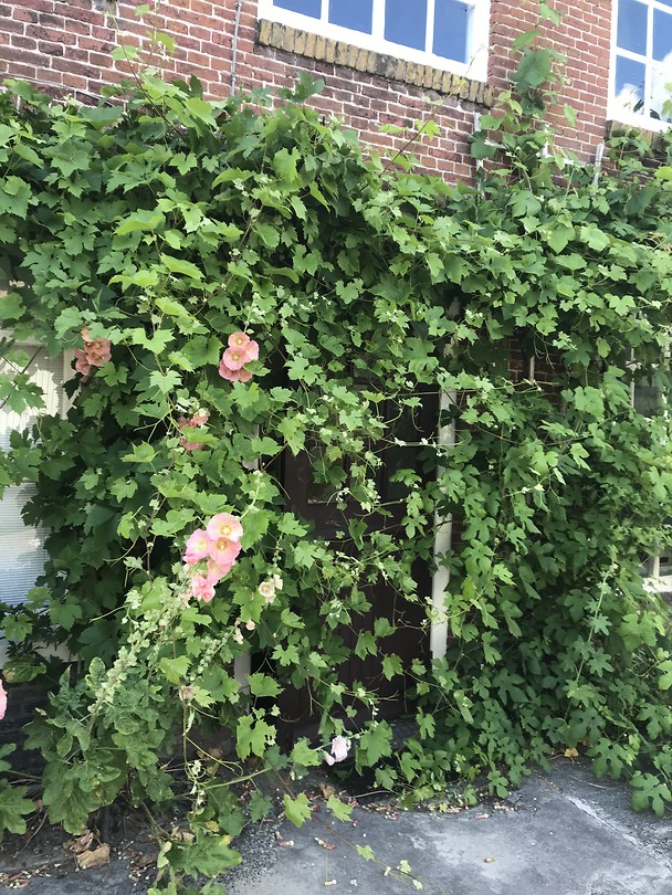 Thuiskomen