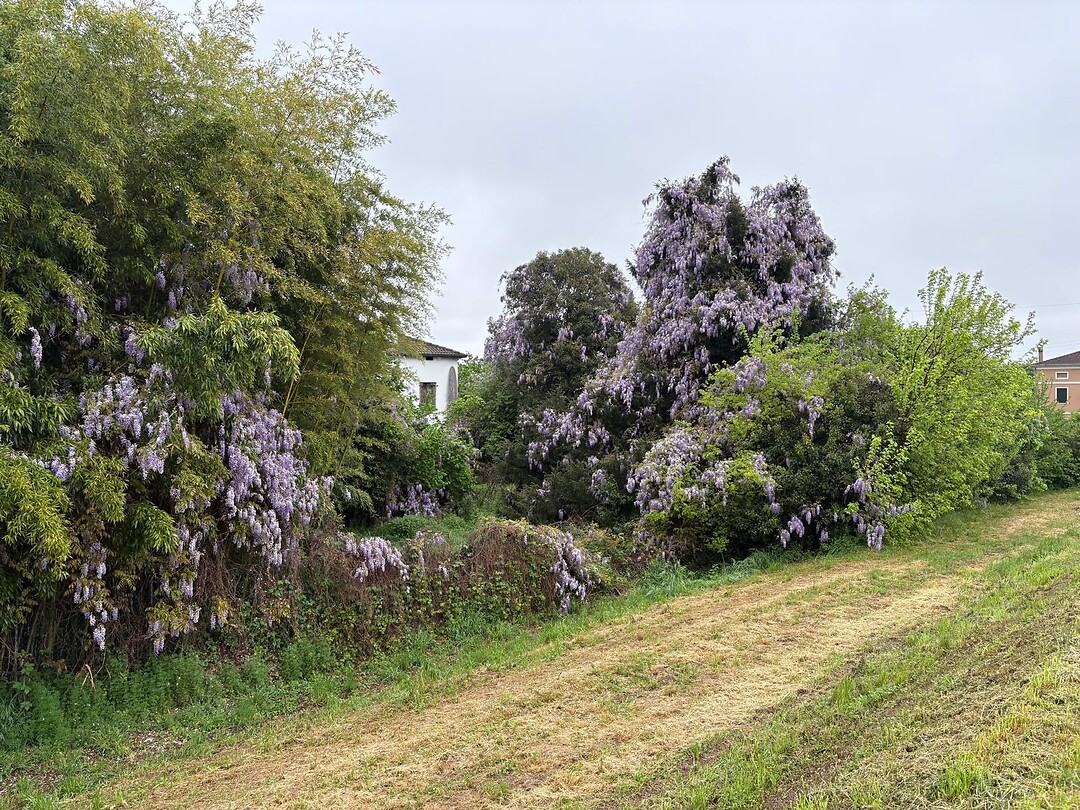 Blauwe regen