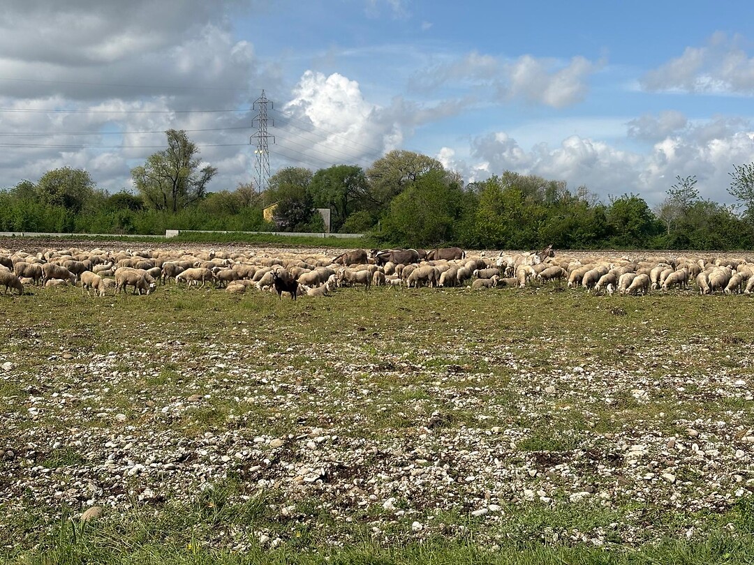 De eerste schaapskudde