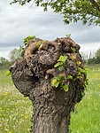 Wilgen