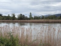De Drau