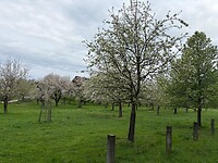 De bloeiende bomen