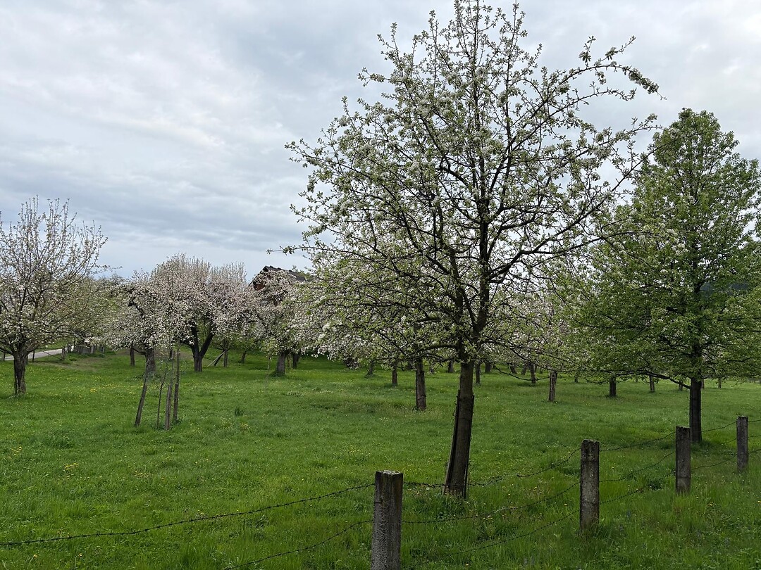 De bloeiende bomen