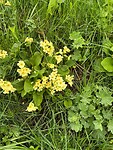De slanke sleutelbloem