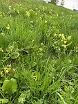 Slanke sleutelbloemen in de berm