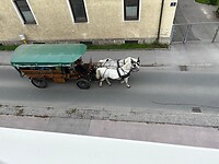 De paarden gaan onder het raam door
