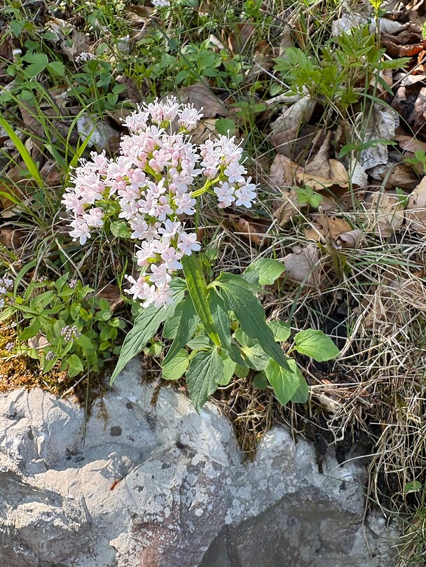 Plant van de dag