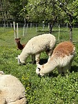 Onderweg alpaca’s