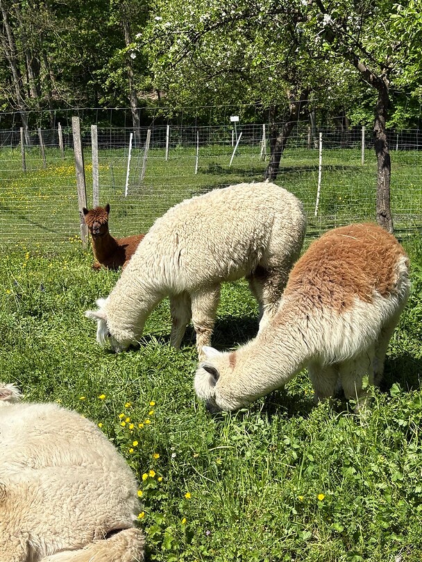 Onderweg alpaca’s
