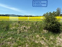 De koolzaadvelden bloeien volop