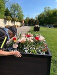 Blumen aus Holland?