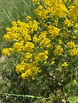 Barbarakruid