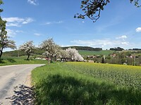Die bloesem van de fruitbomen waait ons al om de oren