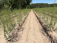 Asperge teelt