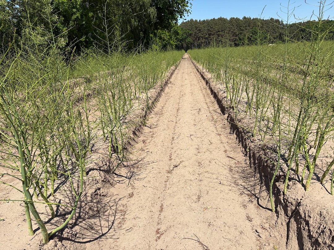 Asperge teelt