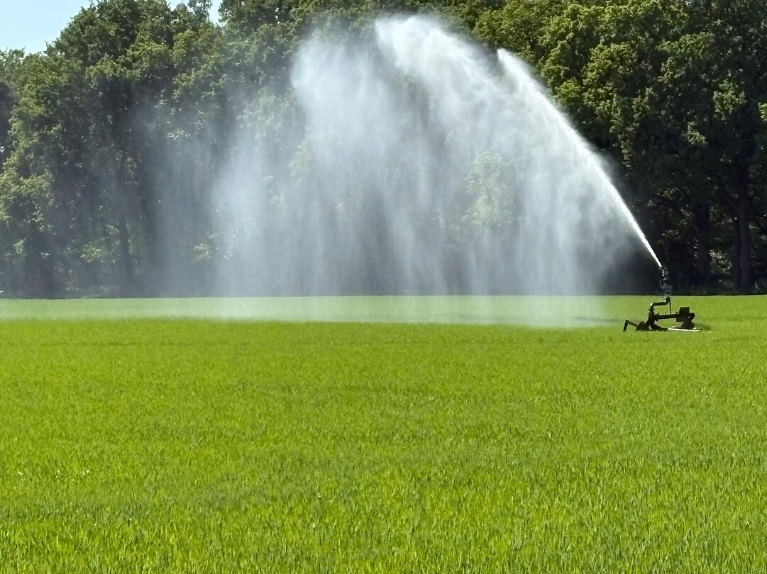 Ook hier droogte