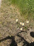 De margrieten bloeien ook