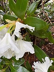 Een aardhommel drinkt uit de rododendron.