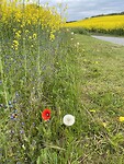 IMG_3158