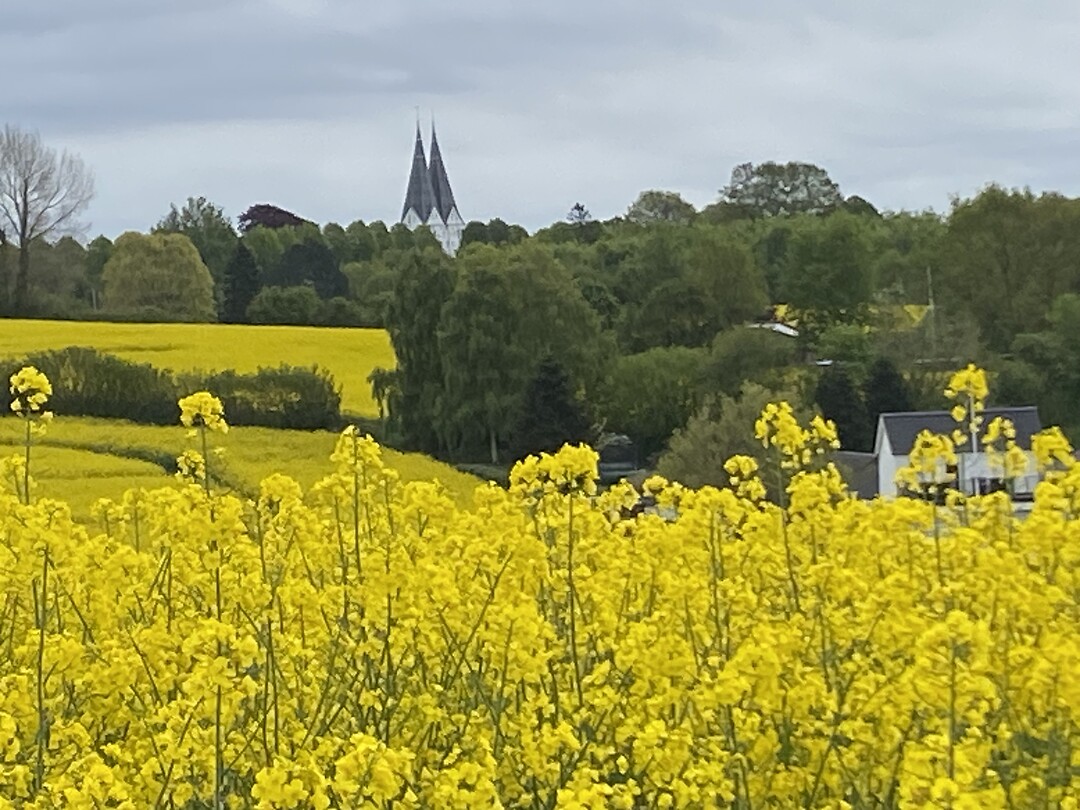 Welkom door koolzaad.