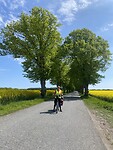 Het koolzaad ruikt steeds anders.