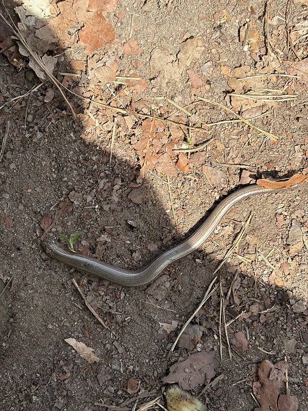 Hazelworm.