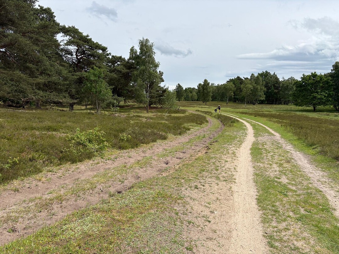Op de Lüneburger heide.