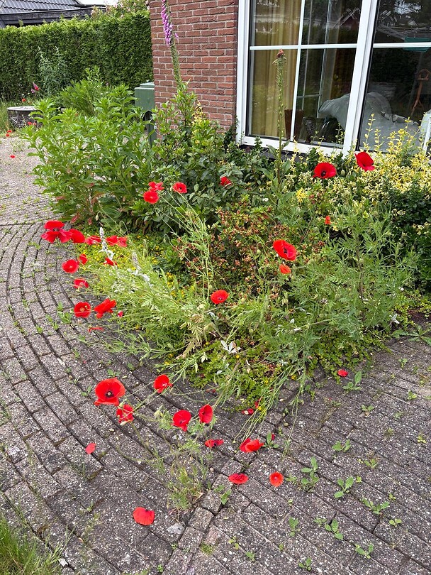 Zonder klaprozen geen zomer!