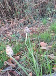 1000018852