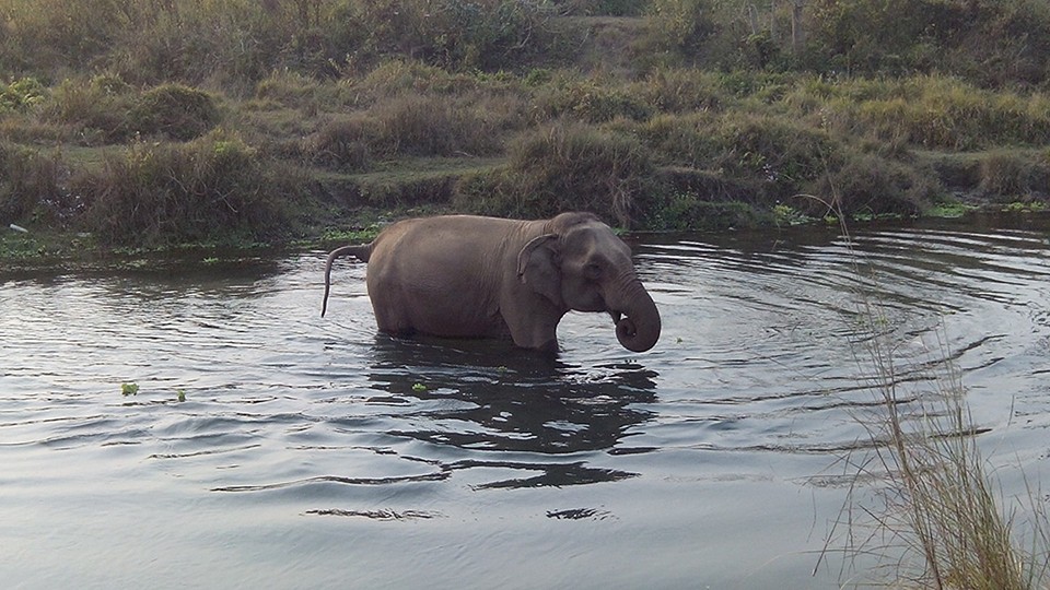 De olifant die de rivier overstak