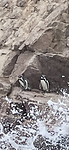 Pinguïns